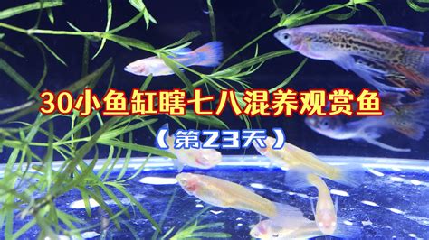 魚缸混養